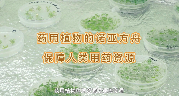 药用植物的诺亚方舟，保险人类药用资源